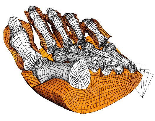 human forefoot mesh