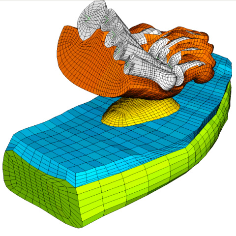 human forefoot mesh