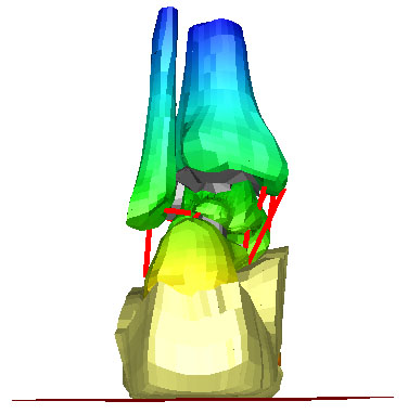 mesh of human foot - posterior view