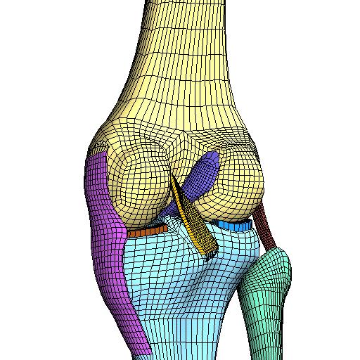 mesh of human knee