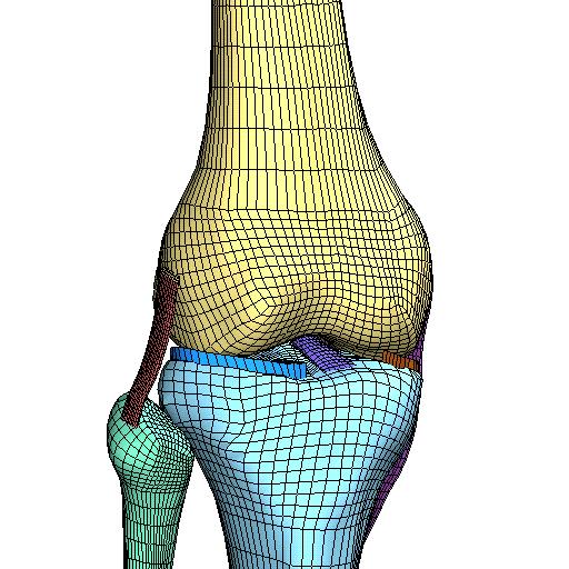 Mesh of knee